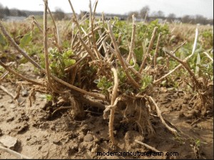 Assess Alfalfa and Small Grain Winterkill Now
