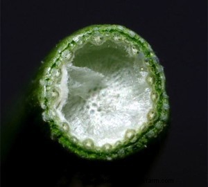 Sneaky Pasture Weeds – Sedges and Rushes