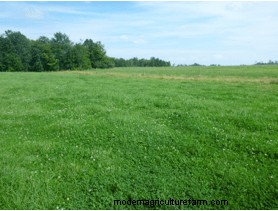 Sneaky Pasture Weeds – Sedges and Rushes