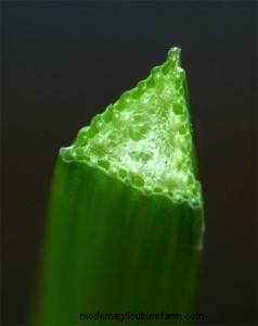 Sneaky Pasture Weeds – Sedges and Rushes