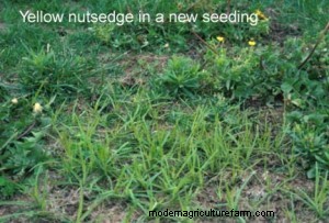 Sneaky Pasture Weeds – Sedges and Rushes