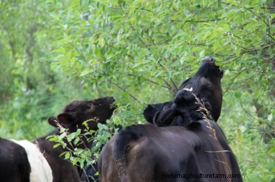 Overcoming Our Brush Prejudice