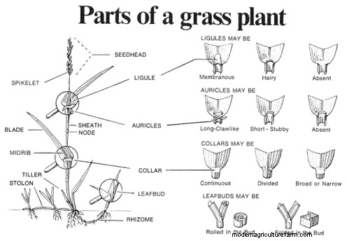 Italian and Annual Ryegrasses in Cropping Systems