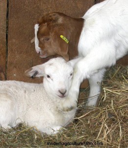 Grazing as a Low-Input Pasture Renovation Tool
