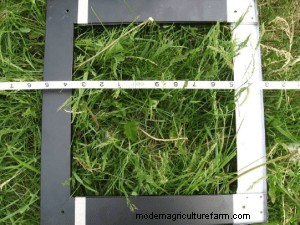 Grazing as a Low-Input Pasture Renovation Tool