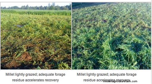 When Planning for the Summer Slump, Consider Pearl Millet