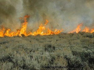 A Green Light for Post-fire Grazing