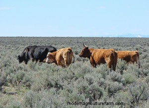 A Green Light for Post-fire Grazing