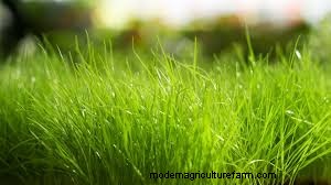 How Grass Grows Tells You How You Should Graze It