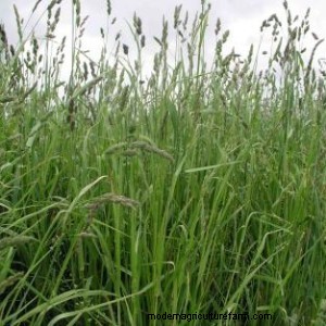 How Grass Grows Tells You How You Should Graze It