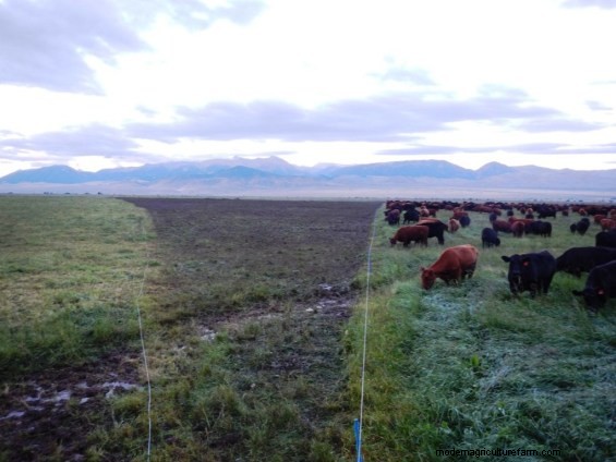 Did Your Wet Pasture Get Mucked Up? Don’t Worry!