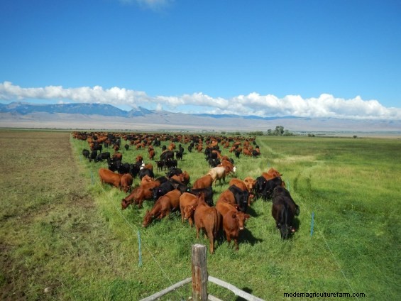 Did Your Wet Pasture Get Mucked Up? Don’t Worry!