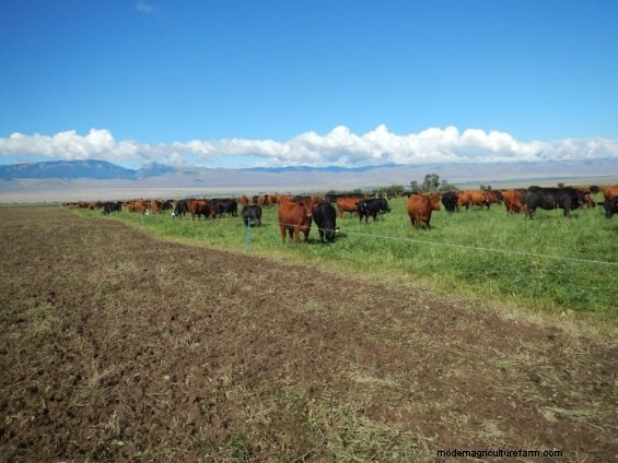 Did Your Wet Pasture Get Mucked Up? Don’t Worry!