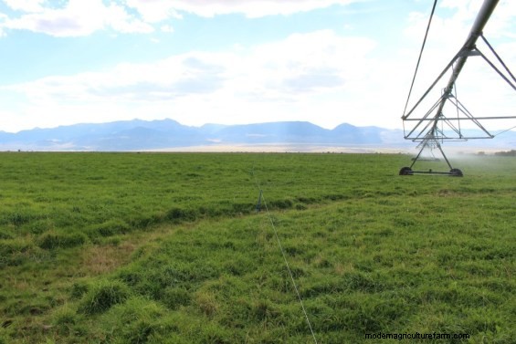 Did Your Wet Pasture Get Mucked Up? Don’t Worry!