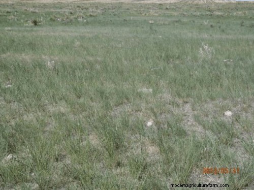 Protecting Your Forage During and After Drought