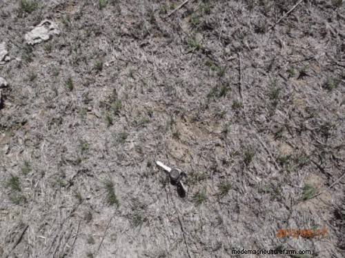 Protecting Your Forage During and After Drought