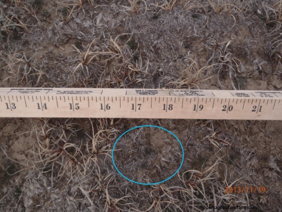 Protecting Your Forage During and After Drought