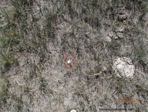 Protecting Your Forage During and After Drought