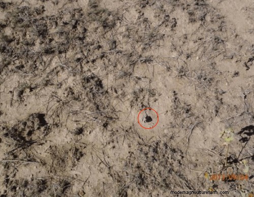 Protecting Your Forage During and After Drought