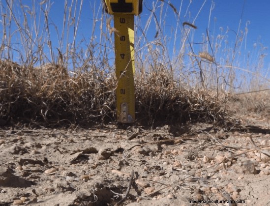 Protecting Your Forage During and After Drought
