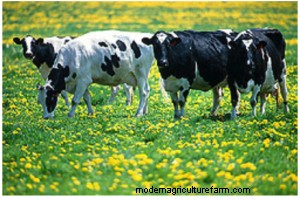 A High-Forage Diet for A Better Bottom Line