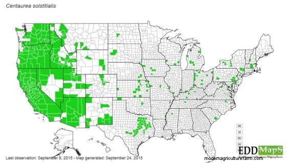 Grazing Reduces Yellow Starthistle