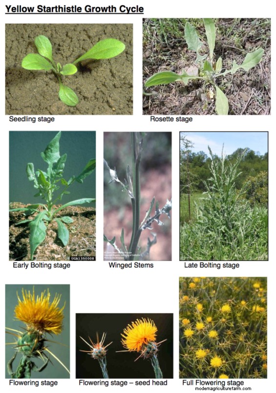 Grazing Reduces Yellow Starthistle