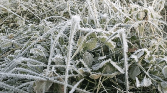 Grazing Stockpiled Pasture How-Tos