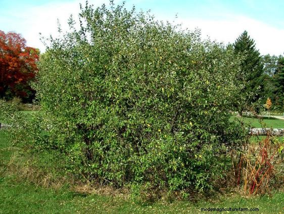 Autumn Olive – Friend or Foe?