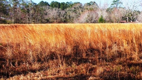 Autumn Olive – Friend or Foe?