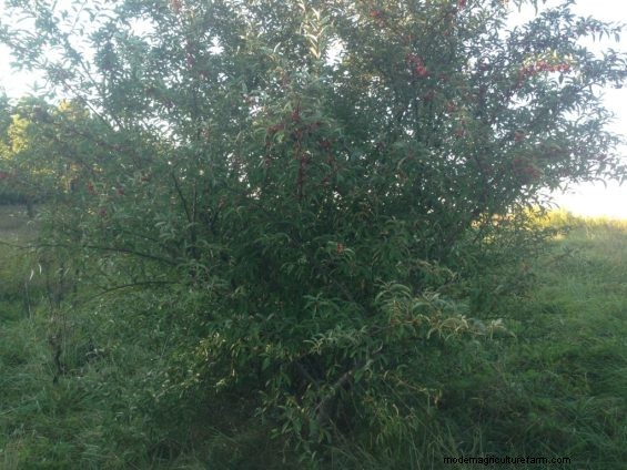 Autumn Olive – Friend or Foe?