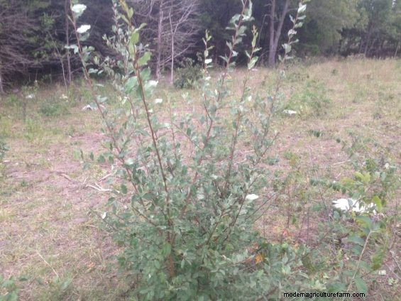 Autumn Olive – Friend or Foe?