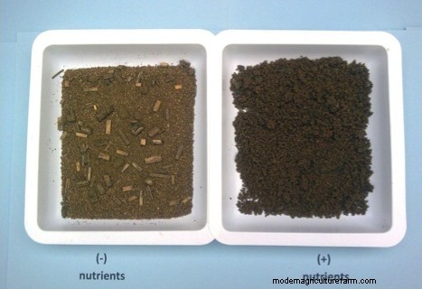 Want Good Soil? Feed the Microbes