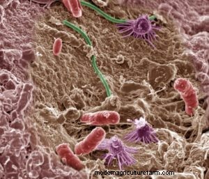 Want Good Soil? Feed the Microbes