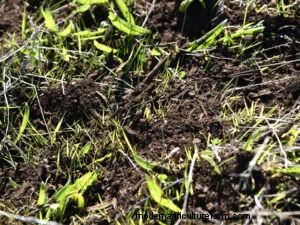 Want Good Soil? Feed the Microbes