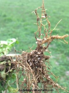 Why Inoculate, Exactly?