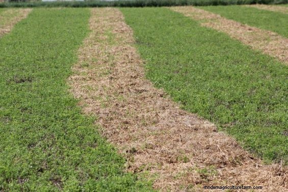Solving Alfalfa “Windrow Disease”