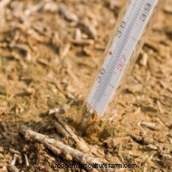 The Summer Annual Manual