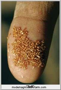 The Summer Annual Manual