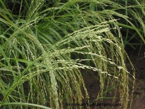 The Summer Annual Manual