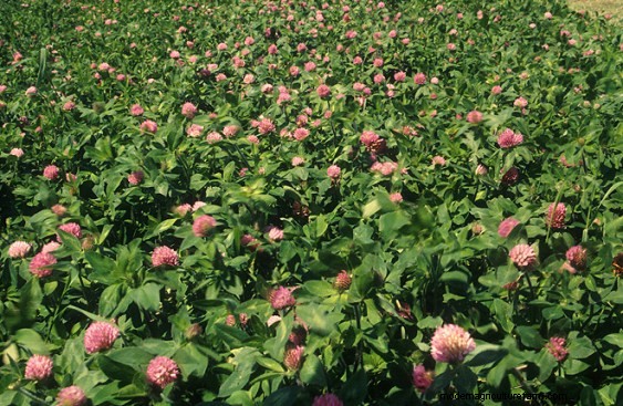 Red Clover: Antibiotic Alternative for Cattle