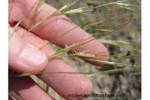 Science Says Post-Fire Grazing on Rangelands Is Not Harmful