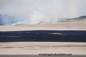 Science Says Post-Fire Grazing on Rangelands Is Not Harmful