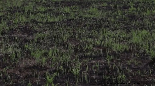 Fire Up Your Beef Production