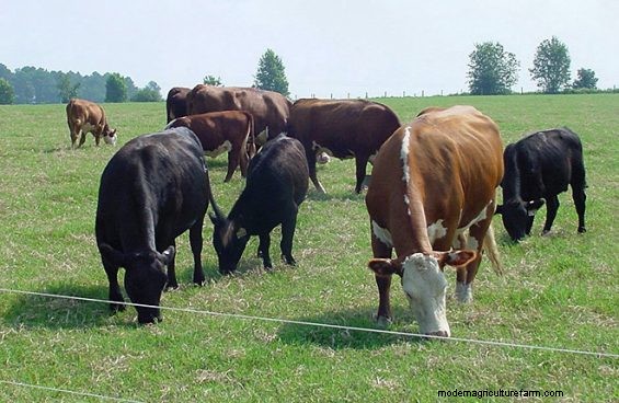 The Right Recipe For Fertilizing Forage Grasses