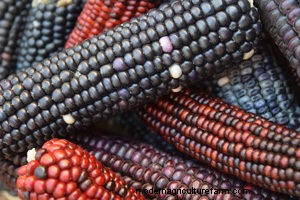 What Farming Challenges Did the Pilgrims Face?