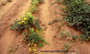 What Farming Challenges Did the Pilgrims Face?