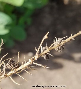 What Farming Challenges Did the Pilgrims Face?