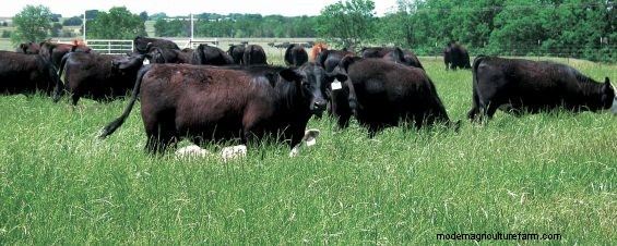 Management Guidelines Can Help Improve Pasture Condition, Optimize Forage Utilization