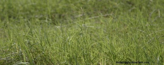 First Steps to Pasture Improvement